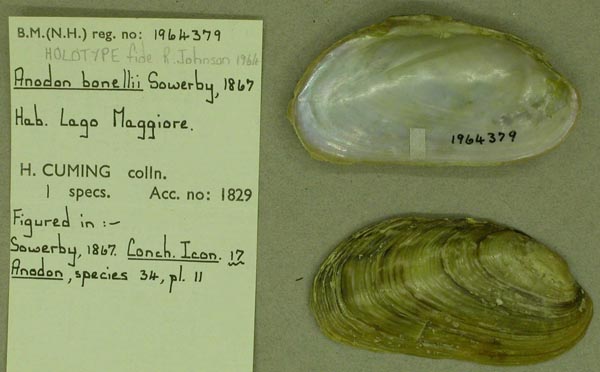 specimen