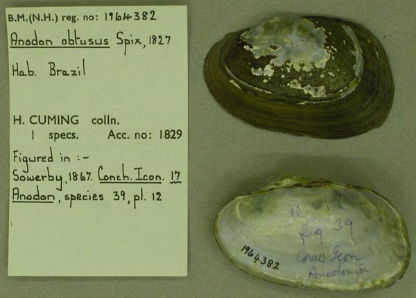 image of lot BMNH_1964382 image of lot BMNH_1964382