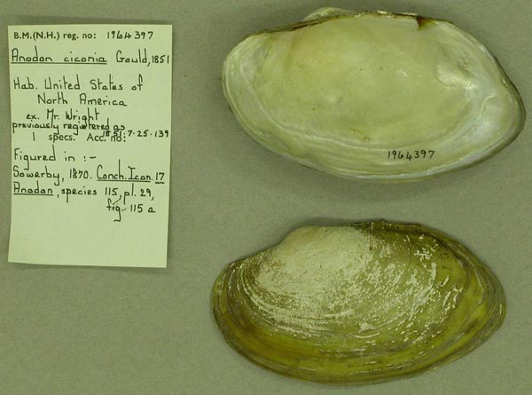 specimen