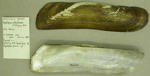 specimen