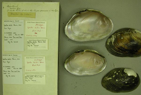 specimen