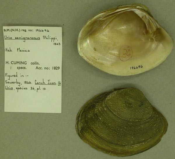 specimen