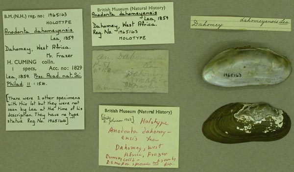 specimen