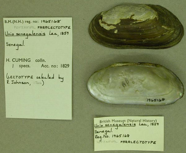 specimen