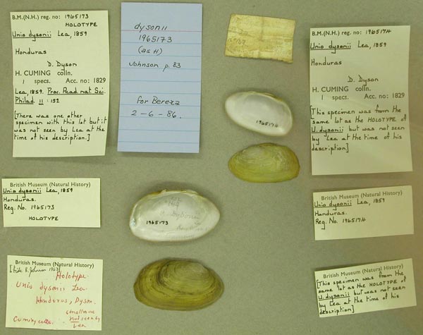 specimen