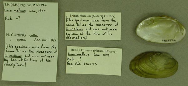 specimen