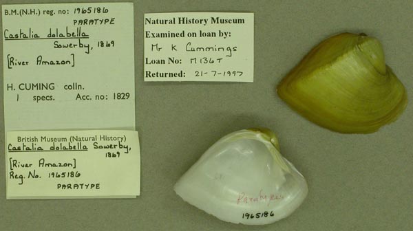 specimen