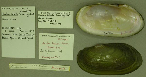 specimen
