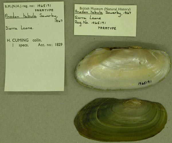 specimen