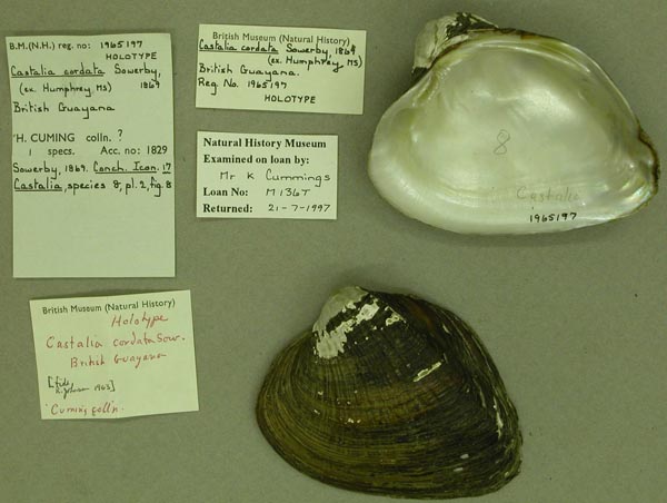 specimen