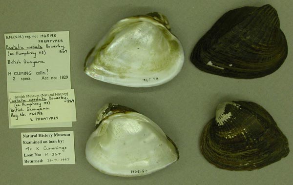 specimen
