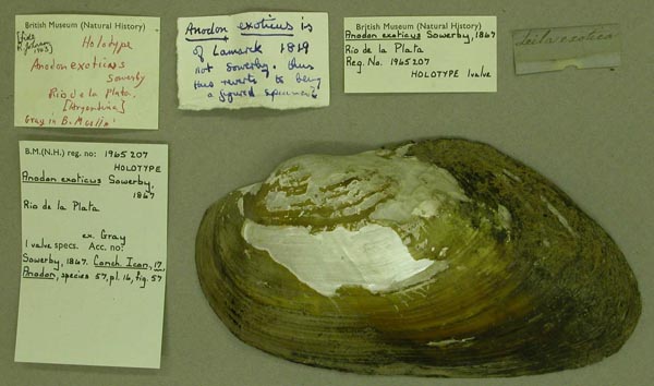 specimen