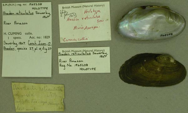 specimen
