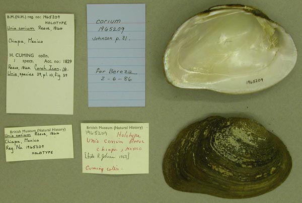 specimen