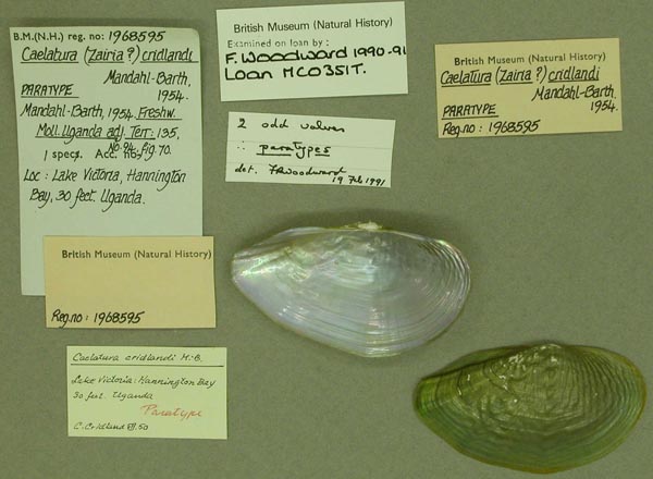 specimen