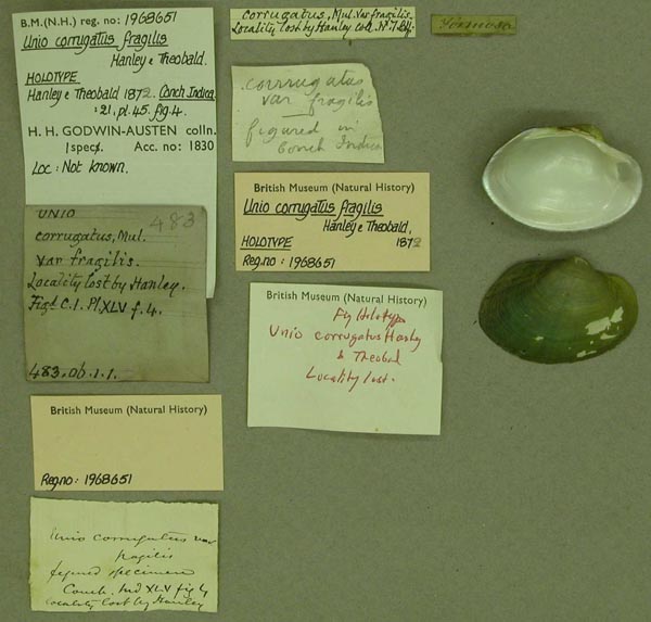 specimen