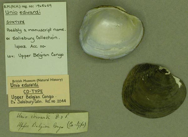 specimen