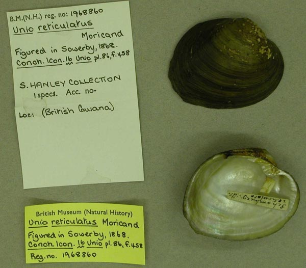 specimen