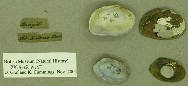 specimen
