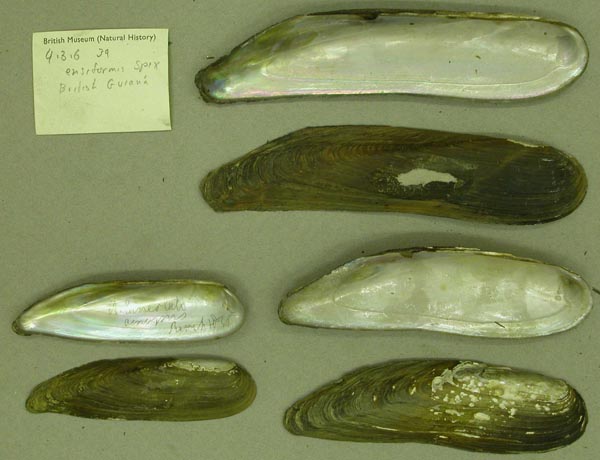 specimen