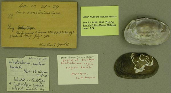 specimen