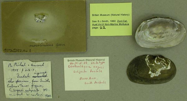 specimen