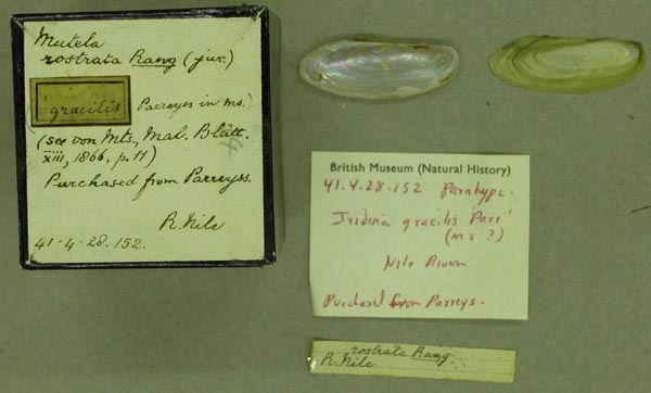specimen