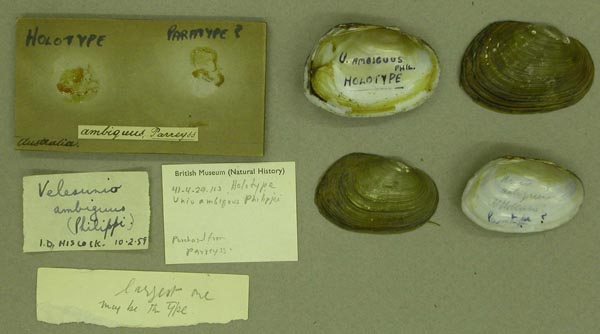 specimen