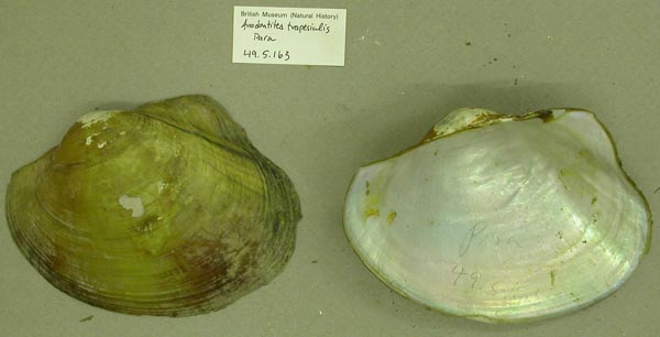 specimen