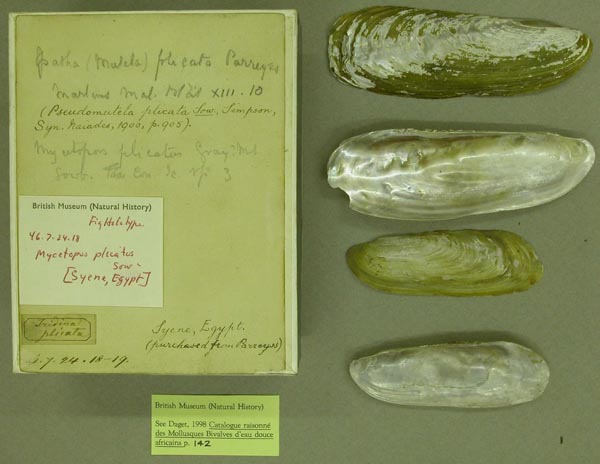 specimen