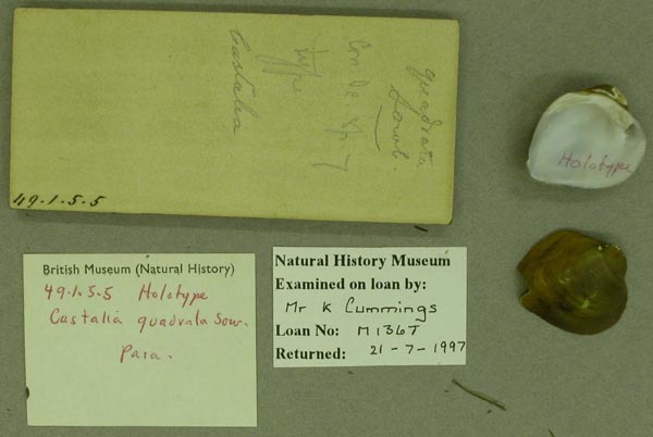 specimen