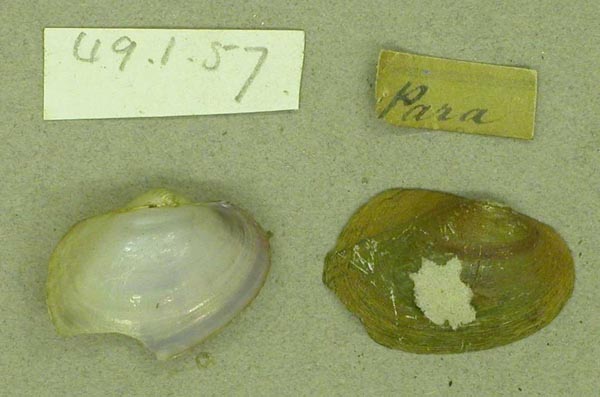 image of lot BMNH_49-1-5-7 image of lot BMNH_49-1-5-7