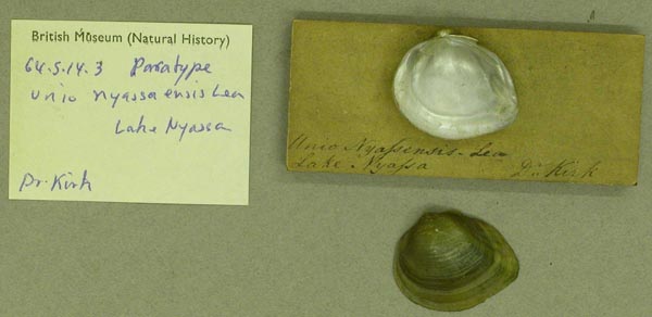 specimen