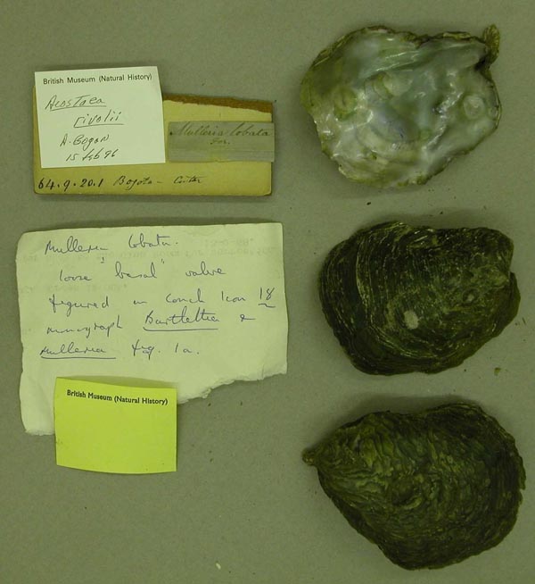 specimen