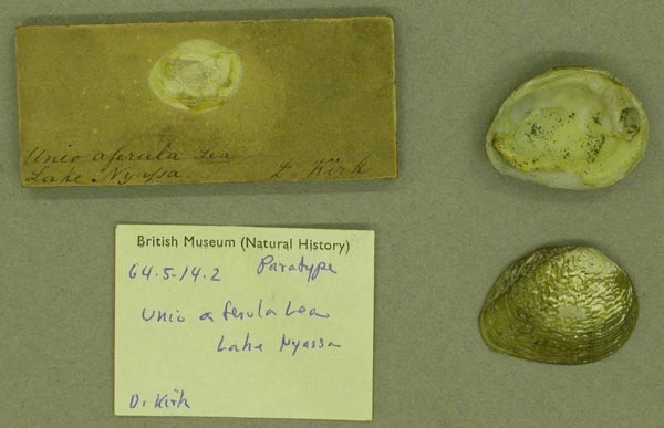 specimen
