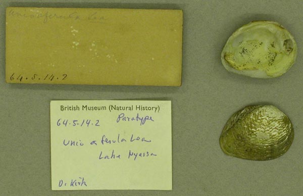 specimen