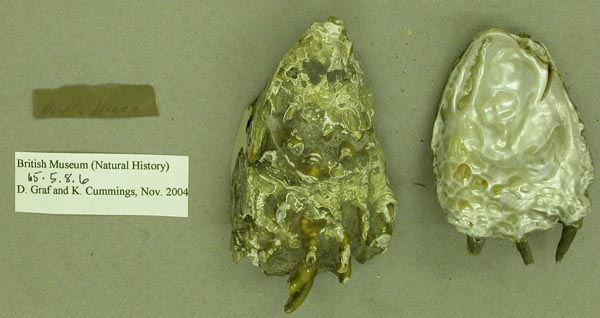 specimen