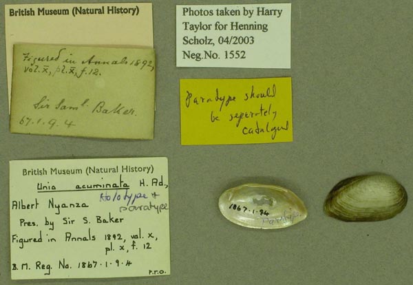 specimen