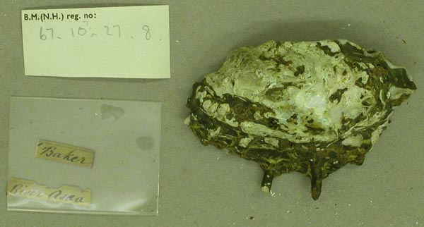 specimen
