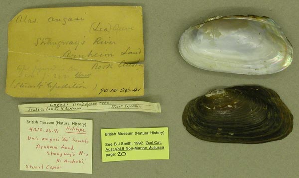 specimen