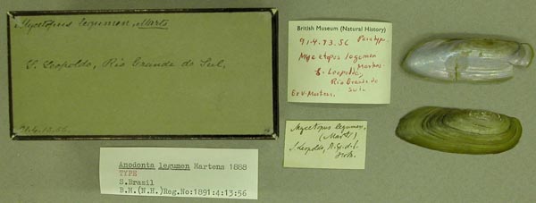 specimen