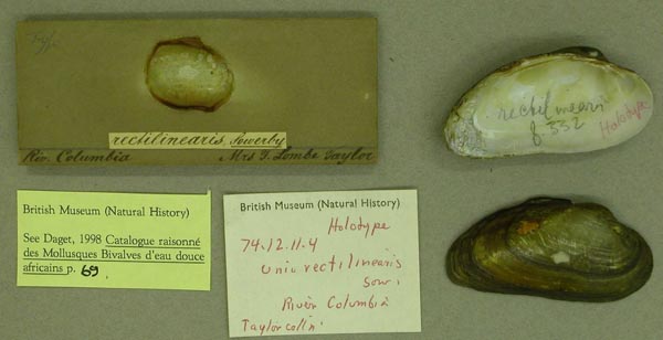 specimen