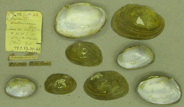 specimen