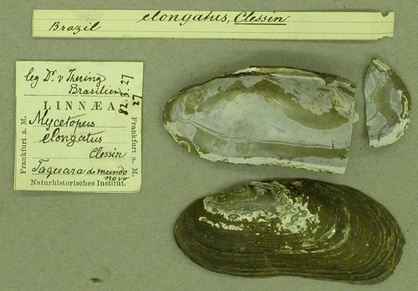 specimen