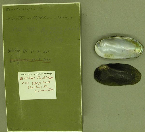 specimen