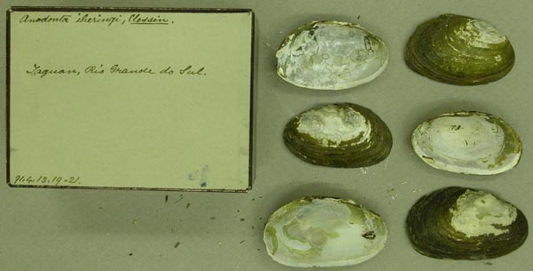 specimen