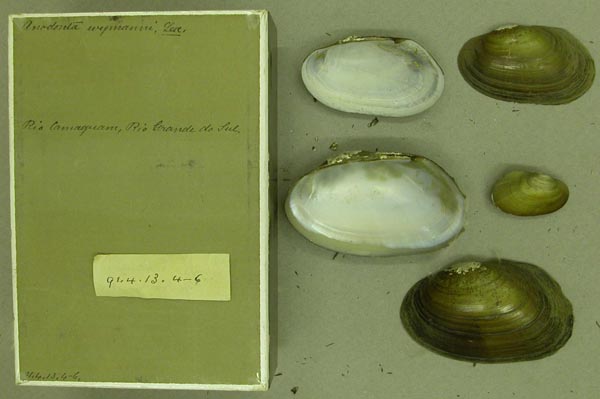specimen