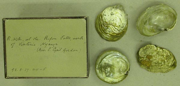 specimen