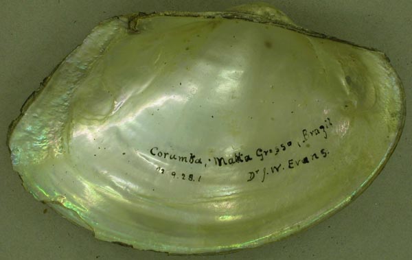 specimen