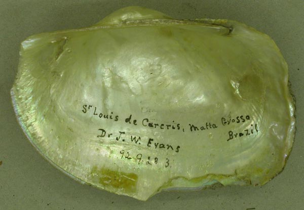 specimen